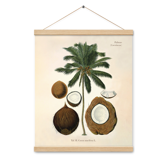 Palmae (Cocoineae). Poster with hangers